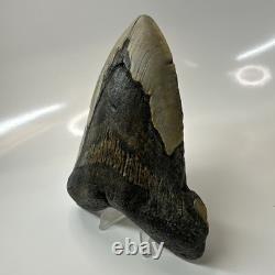 Megalodon Shark Tooth 5.37 Inch Massive Authentic Fossil Carolina 20641