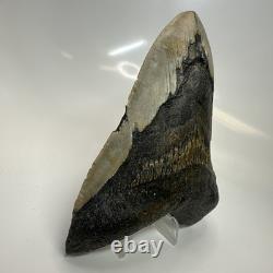 Megalodon Shark Tooth 5.37 Inch Massive Authentic Fossil Carolina 20641