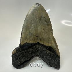 Megalodon Shark Tooth 5.37 Inch Massive Authentic Fossil Carolina 20641