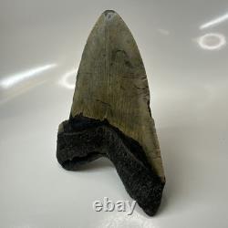 Megalodon Shark Tooth 5.37 Inch Massive Authentic Fossil Carolina 20641
