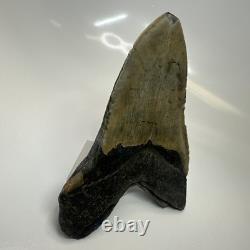Megalodon Shark Tooth 5.37 Inch Massive Authentic Fossil Carolina 20641