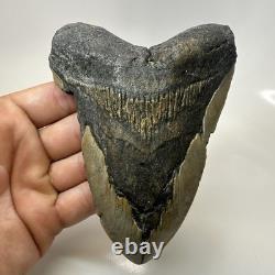 Megalodon Shark Tooth 5.37 Inch Massive Authentic Fossil Carolina 20641