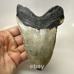 Megalodon Shark Tooth 5.37 Inch Massive Authentic Fossil Carolina 20641