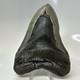 Megalodon Shark Tooth 5.37 Inch Serrated Authentic Fossil Huge Real 20686