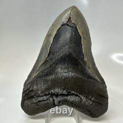 Megalodon Shark Tooth 5.37 Inch Serrated Authentic Fossil Huge Real 20686