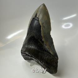 Megalodon Shark Tooth 5.37 Inch Serrated Authentic Fossil Huge Real 20686