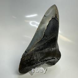 Megalodon Shark Tooth 5.37 Inch Serrated Authentic Fossil Huge Real 20686