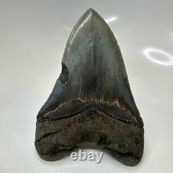 Megalodon Shark Tooth 5.37 Inch Serrated Authentic Fossil Huge Real 20686