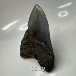 Megalodon Shark Tooth 5.37 Inch Serrated Authentic Fossil Huge Real 20686