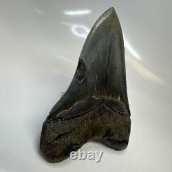 Megalodon Shark Tooth 5.37 Inch Serrated Authentic Fossil Huge Real 20686