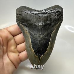 Megalodon Shark Tooth 5.37 Inch Serrated Authentic Fossil Huge Real 20686