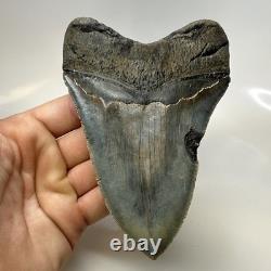 Megalodon Shark Tooth 5.37 Inch Serrated Authentic Fossil Huge Real 20686