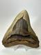 Megalodon Shark Tooth 5.37 Inch Huge Wide Fossil Authentic Real 17656