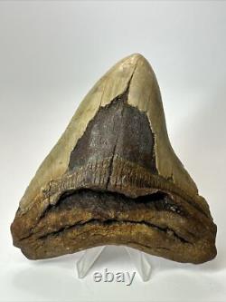 Megalodon Shark Tooth 5.37 inch Huge Wide Fossil Authentic Real 17656