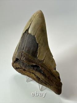 Megalodon Shark Tooth 5.37 inch Huge Wide Fossil Authentic Real 17656