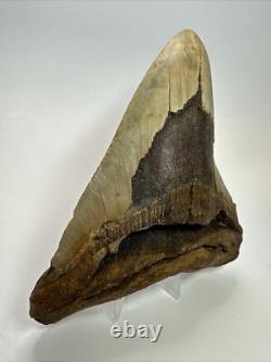 Megalodon Shark Tooth 5.37 inch Huge Wide Fossil Authentic Real 17656