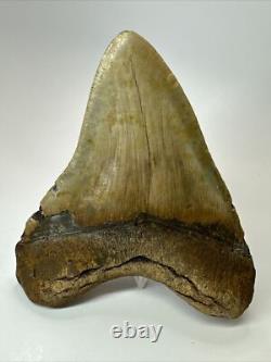 Megalodon Shark Tooth 5.37 inch Huge Wide Fossil Authentic Real 17656