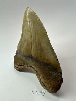 Megalodon Shark Tooth 5.37 inch Huge Wide Fossil Authentic Real 17656