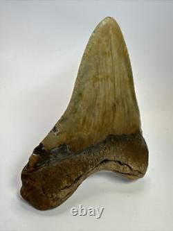Megalodon Shark Tooth 5.37 inch Huge Wide Fossil Authentic Real 17656