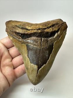Megalodon Shark Tooth 5.37 inch Huge Wide Fossil Authentic Real 17656