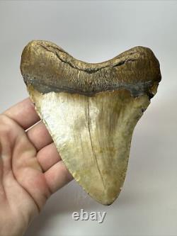 Megalodon Shark Tooth 5.37 inch Huge Wide Fossil Authentic Real 17656
