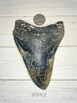 Megalodon Shark Tooth 5.388 in. Buy from the source! Diver direct! Beautiful