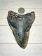 Megalodon Shark Tooth 5.388 In. Buy From The Source! Diver Direct! Beautiful