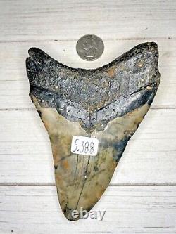 Megalodon Shark Tooth 5.388 in. Buy from the source! Diver direct! Beautiful