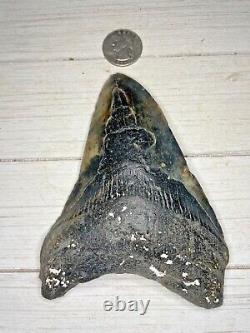 Megalodon Shark Tooth 5.388 in. Buy from the source! Diver direct! Beautiful