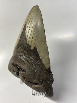 Megalodon Shark Tooth 5.38 Huge Natural Fossil Authentic 12274