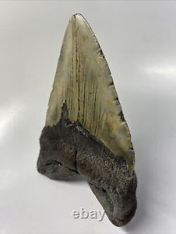 Megalodon Shark Tooth 5.38 Huge Natural Fossil Authentic 12274