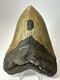 Megalodon Shark Tooth 5.38 Inch Big Authentic Fossil Natural Real 17704