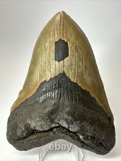 Megalodon Shark Tooth 5.38 Inch Big Authentic Fossil Natural Real 17704
