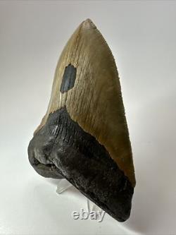 Megalodon Shark Tooth 5.38 Inch Big Authentic Fossil Natural Real 17704