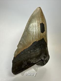 Megalodon Shark Tooth 5.38 Inch Big Authentic Fossil Natural Real 17704