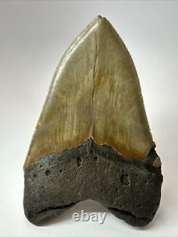 Megalodon Shark Tooth 5.38 Inch Big Authentic Fossil Natural Real 17704