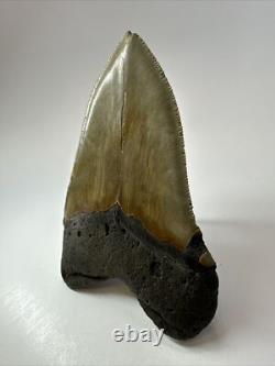 Megalodon Shark Tooth 5.38 Inch Big Authentic Fossil Natural Real 17704