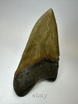 Megalodon Shark Tooth 5.38 Inch Big Authentic Fossil Natural Real 17704