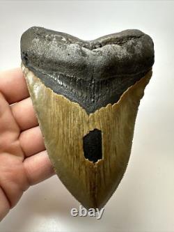 Megalodon Shark Tooth 5.38 Inch Big Authentic Fossil Natural Real 17704