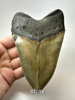 Megalodon Shark Tooth 5.38 Inch Big Authentic Fossil Natural Real 17704