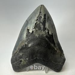 Megalodon Shark Tooth 5.38 Inch Huge Serrated Fossil Authentic Real 19425