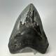 Megalodon Shark Tooth 5.38 Inch Huge Serrated Fossil Authentic Real 19425