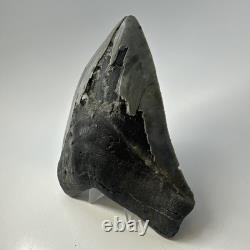 Megalodon Shark Tooth 5.38 Inch Huge Serrated Fossil Authentic Real 19425