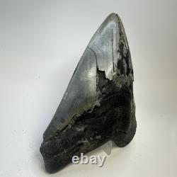 Megalodon Shark Tooth 5.38 Inch Huge Serrated Fossil Authentic Real 19425