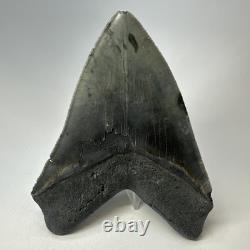 Megalodon Shark Tooth 5.38 Inch Huge Serrated Fossil Authentic Real 19425