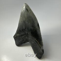 Megalodon Shark Tooth 5.38 Inch Huge Serrated Fossil Authentic Real 19425