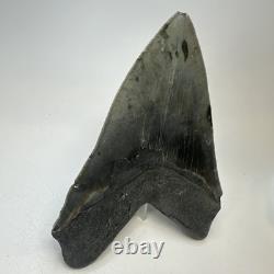 Megalodon Shark Tooth 5.38 Inch Huge Serrated Fossil Authentic Real 19425