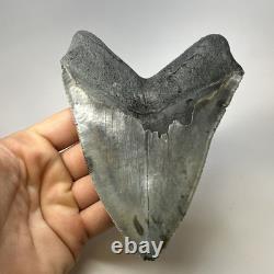 Megalodon Shark Tooth 5.38 Inch Huge Serrated Fossil Authentic Real 19425