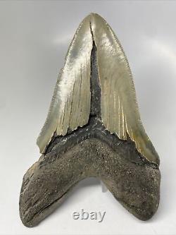 Megalodon Shark Tooth 5.38 Lower Jaw Dagger Natural Fossil 13529