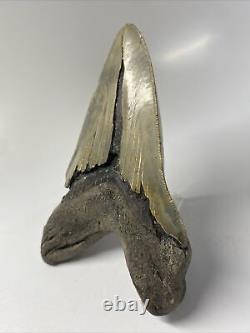 Megalodon Shark Tooth 5.38 Lower Jaw Dagger Natural Fossil 13529